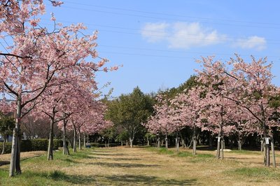 🌳 신츠키지 녹지(신츠키지 료쿠치) 이미지 2